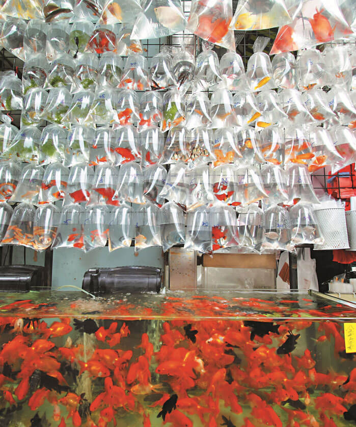 Goldfish Market for Shopping in Mongkok Hong Kong