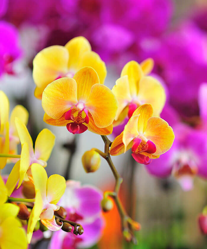 Flower Market